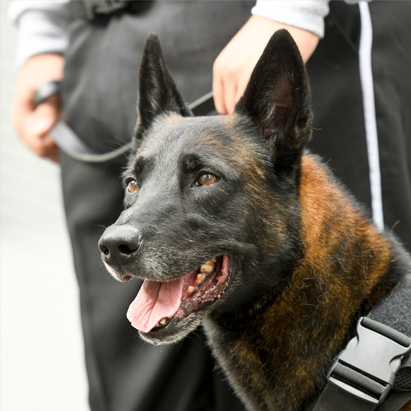 k9
